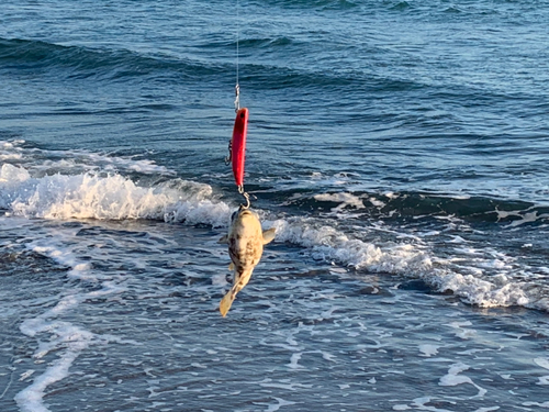 フグの釣果