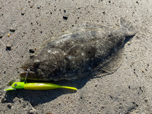 ソゲの釣果