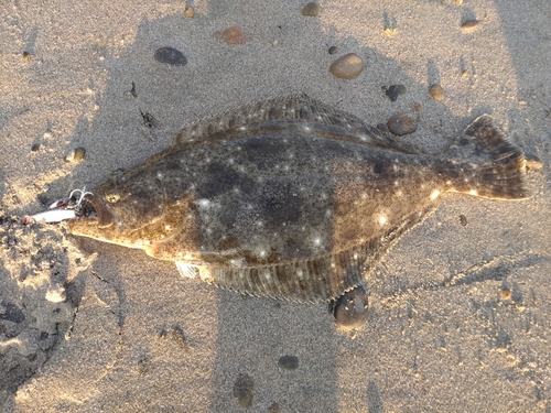 ヒラメの釣果