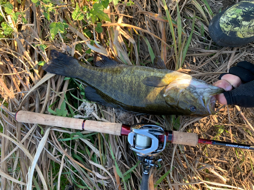 スモールマウスバスの釣果