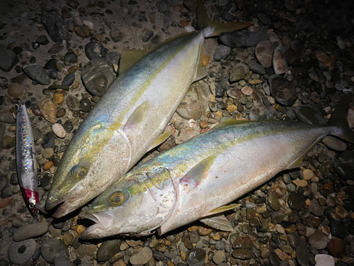 イナダの釣果