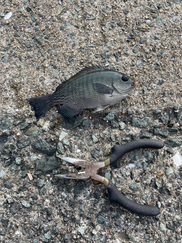 メジナの釣果