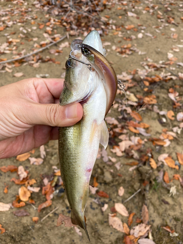 ラージマウスバスの釣果