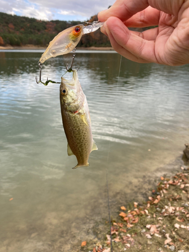 ラージマウスバスの釣果