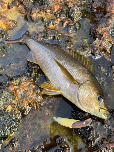 イサキの釣果