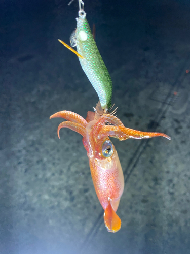 イカの釣果