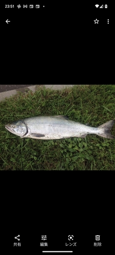 アキアジの釣果