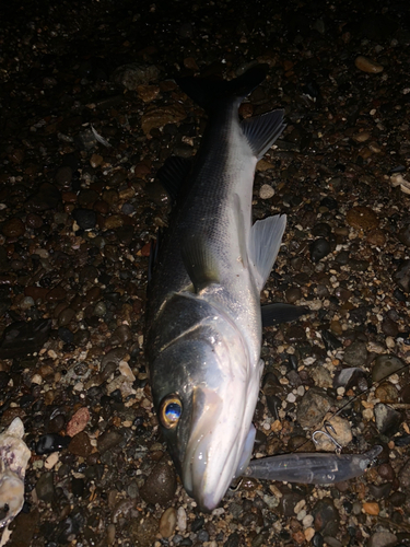 セイゴ（マルスズキ）の釣果