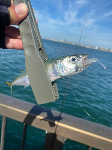 サバの釣果