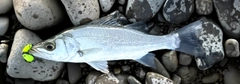 マルスズキの釣果