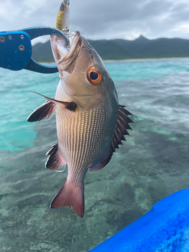 バラフエダイの釣果