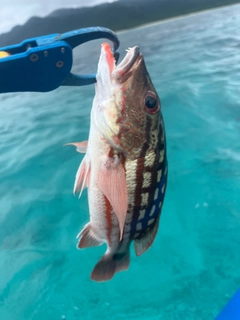 アミメフエダイの釣果