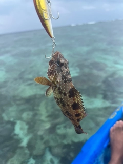 イシガキハタの釣果