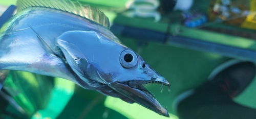 タチウオの釣果