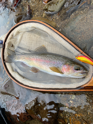 ニジマスの釣果