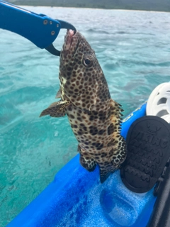 ヒトミハタの釣果