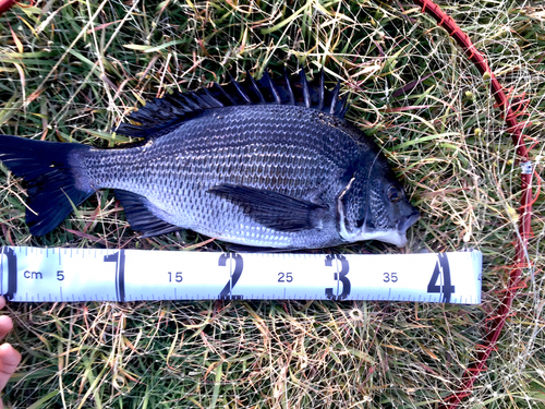 クロダイの釣果