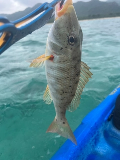 ムネアカクチビの釣果