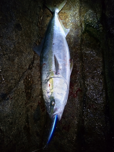 ハマチの釣果