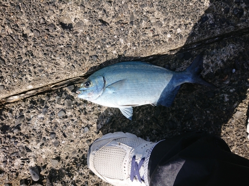 イスズミの釣果