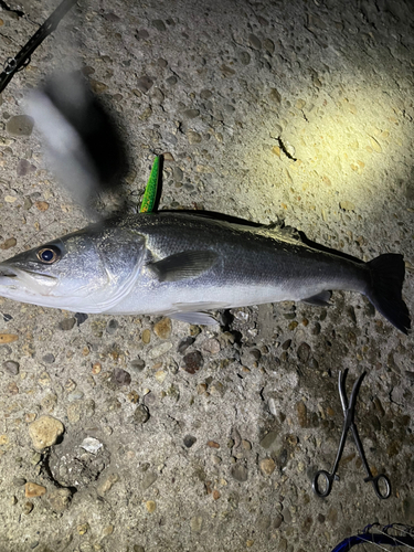 スズキの釣果