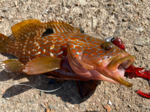 キジハタの釣果