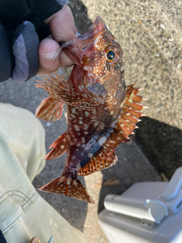 カサゴの釣果