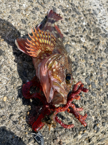 カサゴの釣果