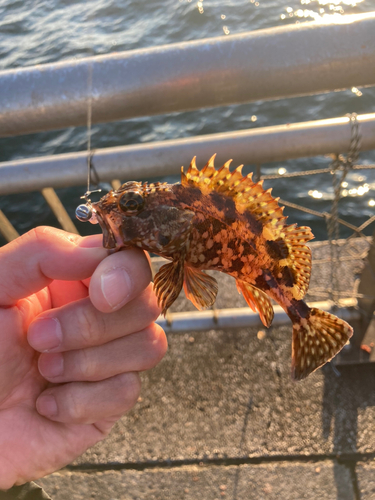 カサゴの釣果