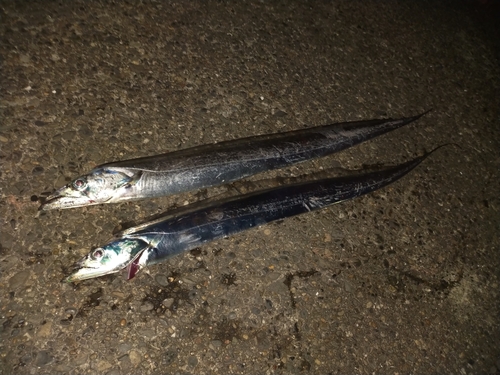 タチウオの釣果