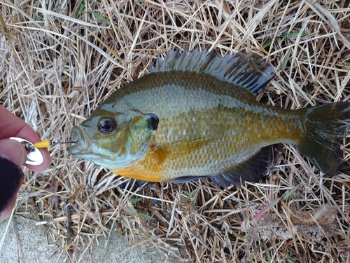 ブルーギルの釣果