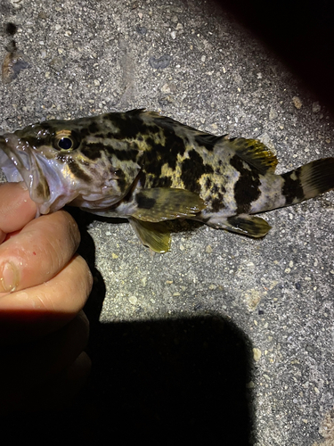 タケノコメバルの釣果