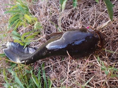 ナマズの釣果