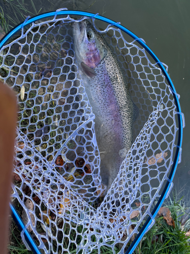 トラウトの釣果