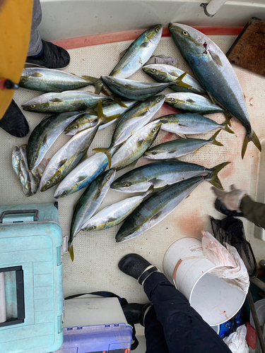 ハマチの釣果