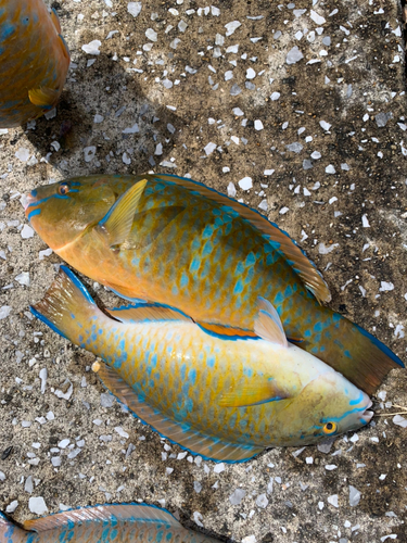 ヒブダイの釣果