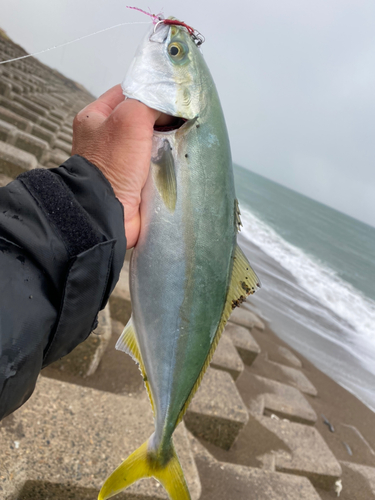 イナダの釣果