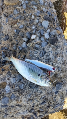 コノシロの釣果