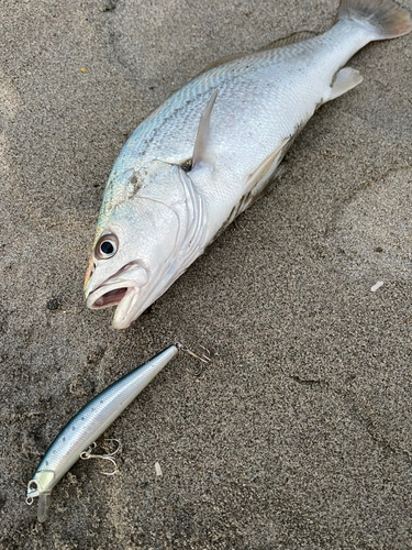 ニベの釣果