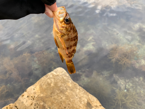 メバルの釣果