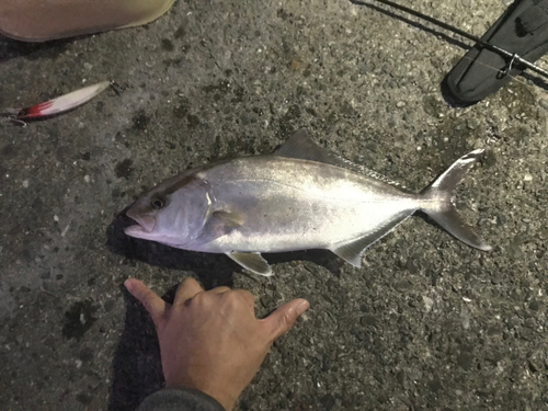 カンパチの釣果