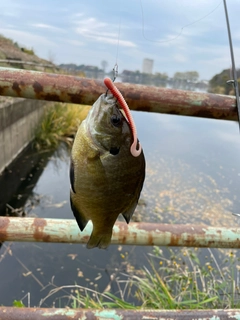 ブルーギルの釣果