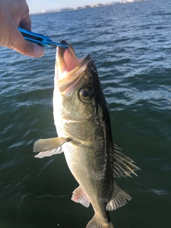 スズキの釣果