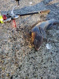 アイナメの釣果