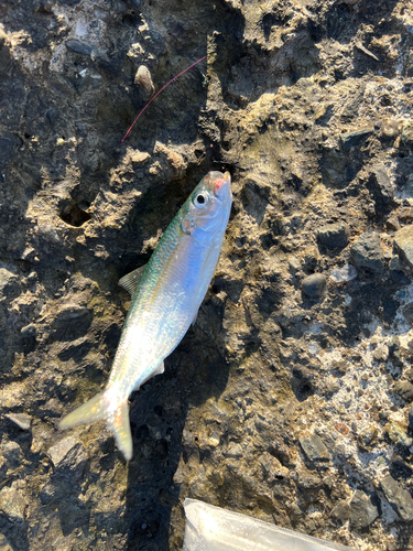 ママカリの釣果