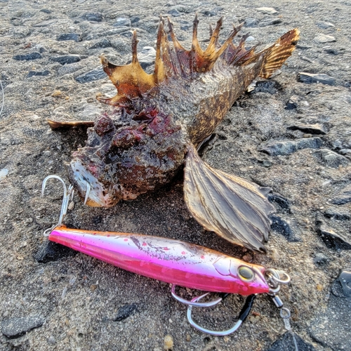 オニオコゼの釣果