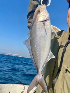 ショゴの釣果