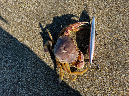 ヒラツメガニの釣果