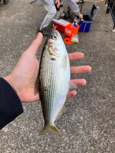 コノシロの釣果