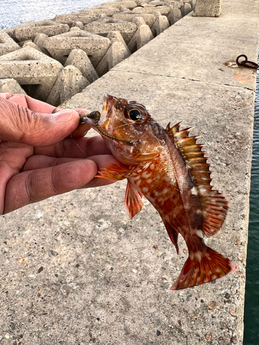 チャリコの釣果